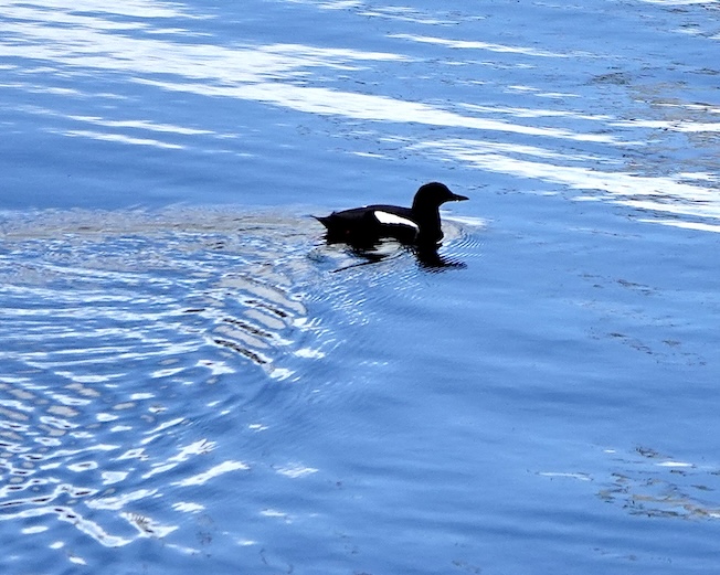 black guillemot